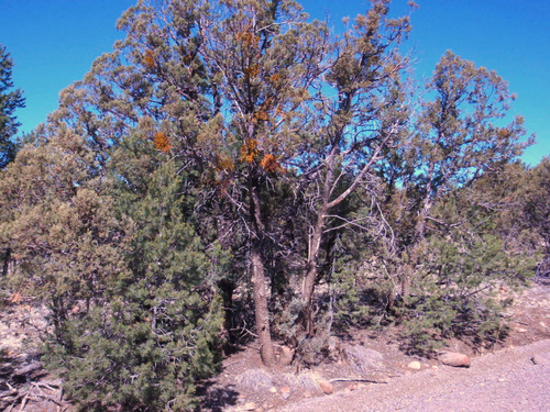 Mistletoe, the reddish colored clusters in the center.